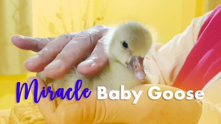 baby goose with Ilchi Lee